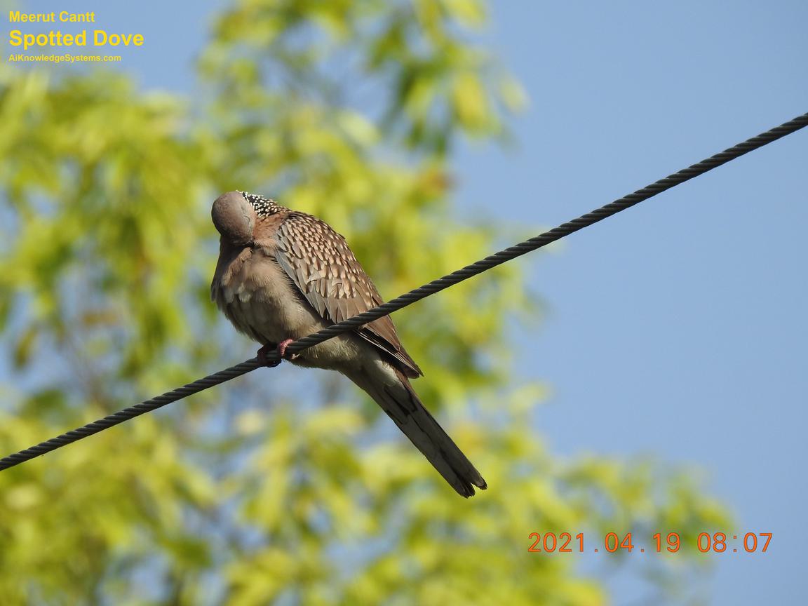 Dove Spotted (144) Coming Soon